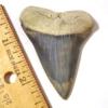 Mako Shark Tooth